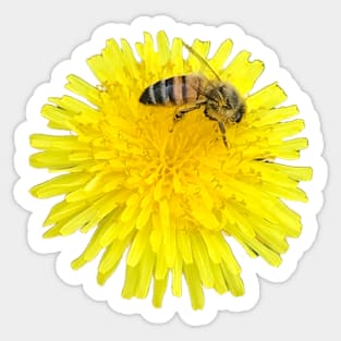 Bee on a Dandelion Sticker